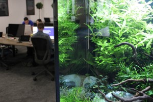 Bespoke office aquarium