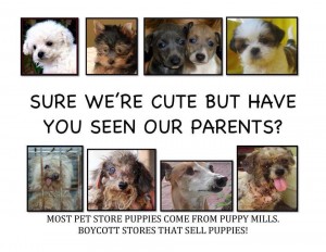 Parents of pet store puppies are caged for life!