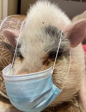 Dr Pig