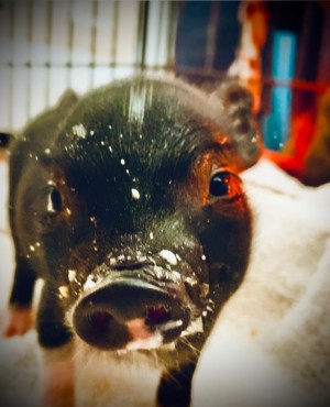Truffle2
