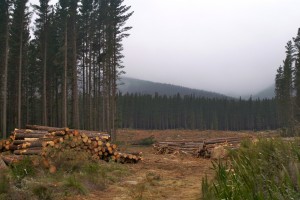 Criterion Africa Partners Successfully Exits Global Woods to Strategic Buyer