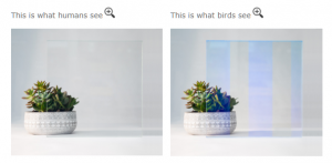 bird safe uv reflective anime 2