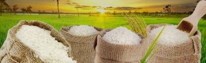 Rice Exporters Suppliers Buyer Sellers Traders in India