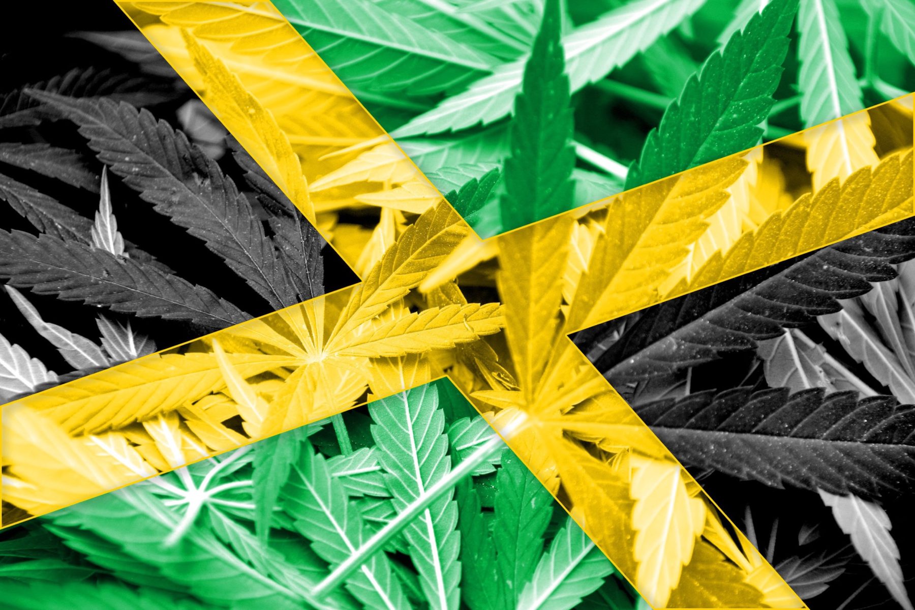 jamaica cannabis