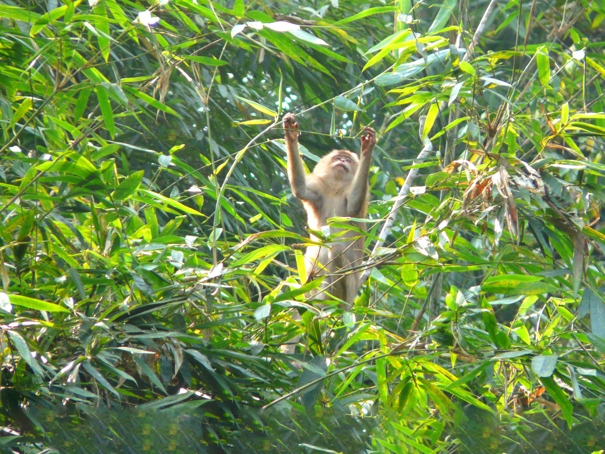 Lawachara The Gorgeously Green