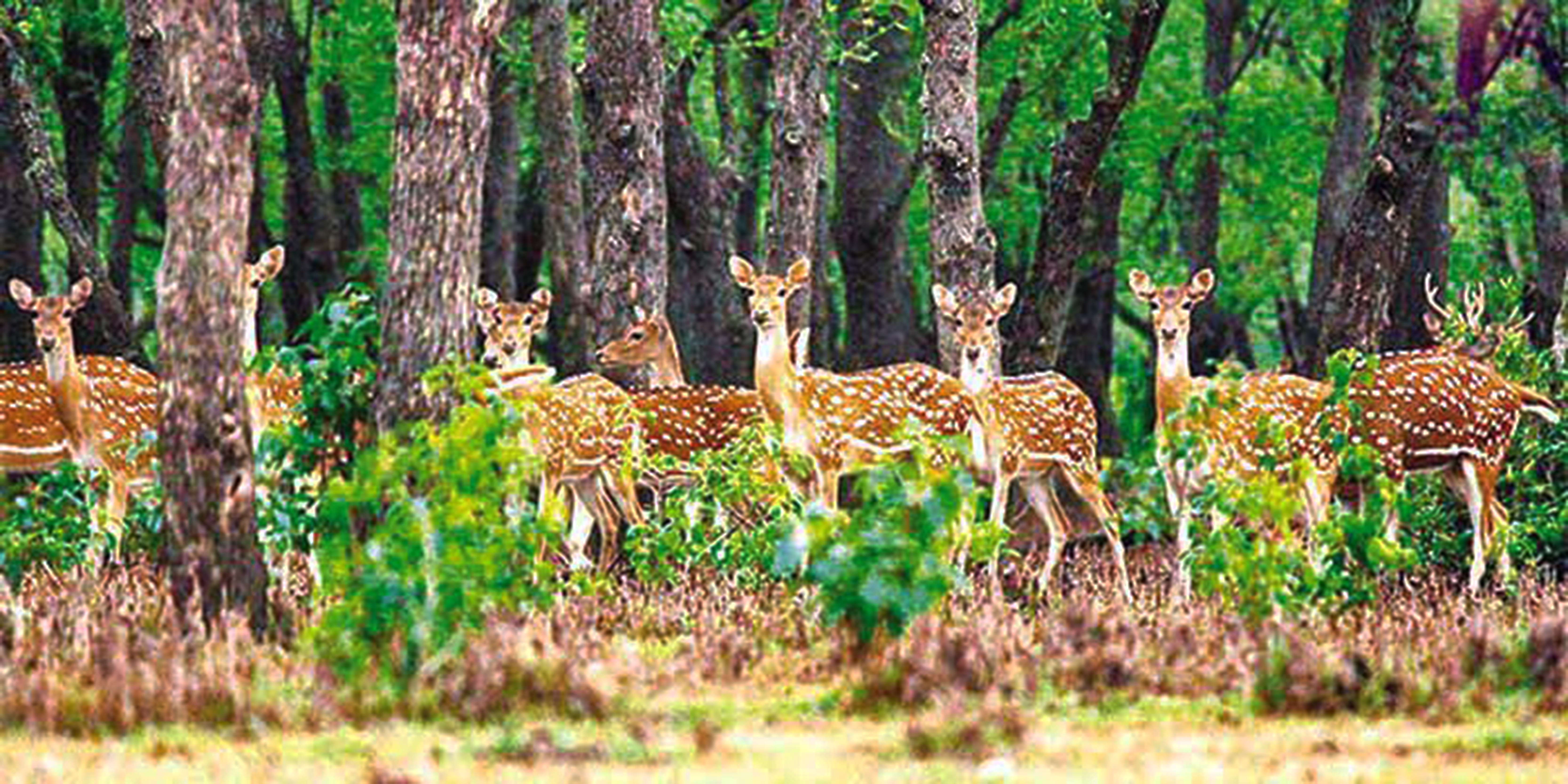 Nijhum Dwip The Golden Island