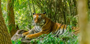 Bengal Tiger - The National Animal of Bangladesh.jpg