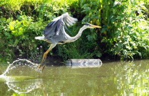 Chor Kukri Mukri - The Daughter of Queen Island.jpg