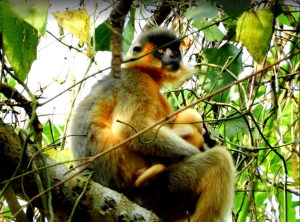 Rema-Kalenga: An Undulating Landscape