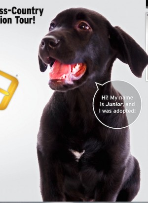 Junior was adopted ten years ago and makes the trek each year!