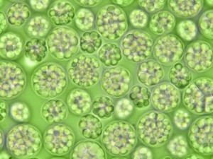 Lodia Nutrition, Fermentalg join forces to develop the North American market.