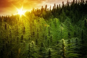 Tennessee Harvester Enterprises hemp plants