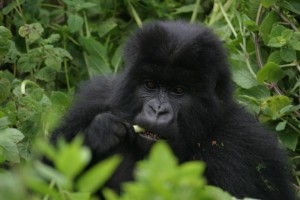 Gorillas know because they use 100% of their olfactory sense