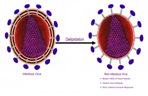 Delipidation exposes hidden proteins.