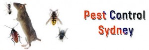 The Most Convenient Way to Get Rid of Termite from Your Home: Pest Control Services in Melbourne