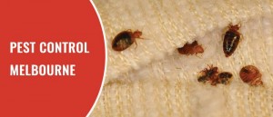 The Most Convenient Way to Get Rid of Termite from Your Home: Pest Control Services in Melbourne