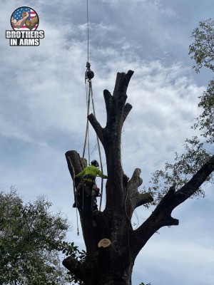 #1 Tree Service Provider In Destin | Brothers in arms Tree Service
