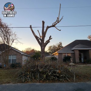 #1 Tree Service Provider In Destin | Brothers in arms Tree Service
