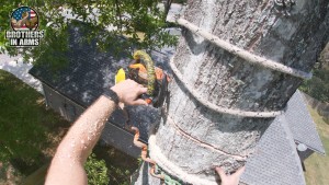 #1 Tree Service Provider In Destin | Brothers in arms Tree Service