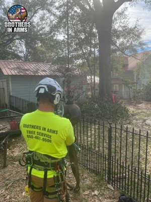 #1 Tree Service Provider In Destin | Brothers in arms Tree Service