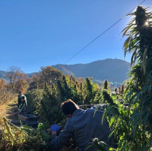 Minnesotans Can Now Buy Top Quality CBD oil at the Maplewood Mall