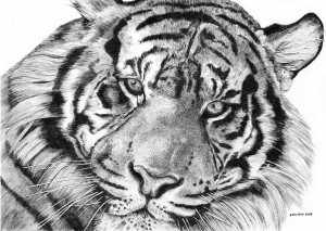 Tiger_Face by Eric Ray