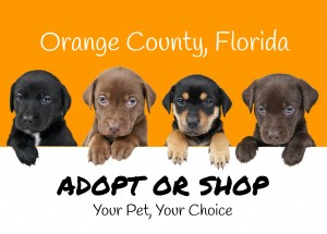 Orange County Florida Pet Store Ban
