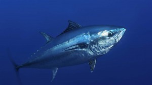 Tuna Market 2021-2026