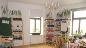 LEPalms young palm trees at home