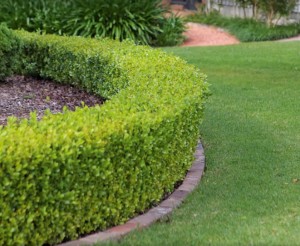 Sprinkler Repairs Evergreen Sprinkler Landscape Services