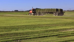 Sod Truckkingranch Turfgrass
