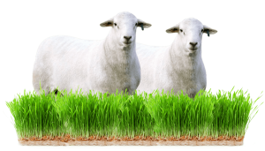 australian white sheep