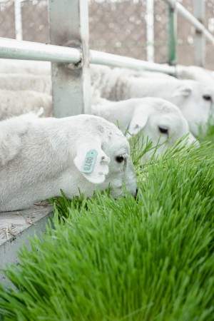 tattykeelxverticroft