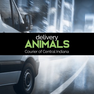 DeliveryAnimals 02