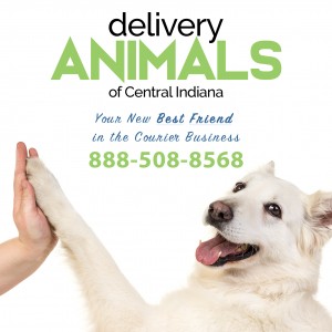 DeliveryAnimals 04