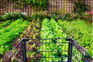 The Last 100% Organic Low Carb  Meal On Earth Is Finally Here