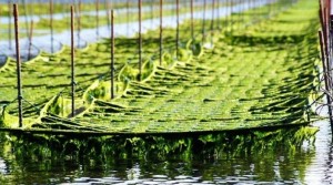 Commercial Seaweeds Market