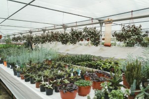 Urban Greenin Camp Leipzig