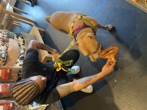 Hi my name is Rainy, I am available for adoption, along with my other furry friends