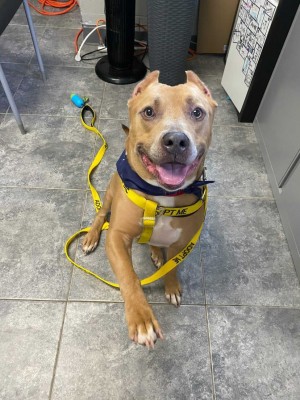 International Nova feeding Rainy a special snack 