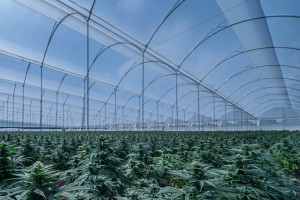 New decree medicinal cannabis Colombia