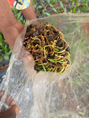 Tenera Palm Oil planting and processing