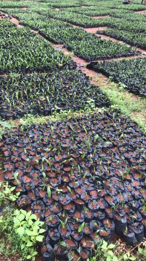 Tenera Palm Oil planting and processing