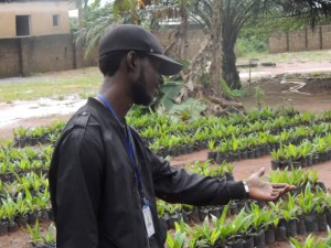 Tenera Palm Oil planting and processing