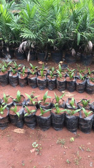 Tenera Palm Oil planting and processing