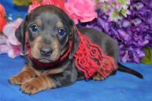 Dog wallpaper hd download