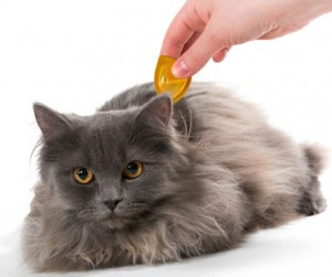 Flea and Tick Product Market 2018-2026 Global Analysis By Top Key Players –Merck Animal Health, Baye