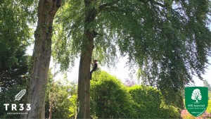 Local Cardiff Tree Surgeon in action