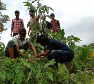 treeplantation