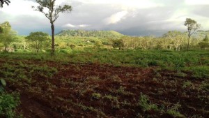 Chemical free farm land